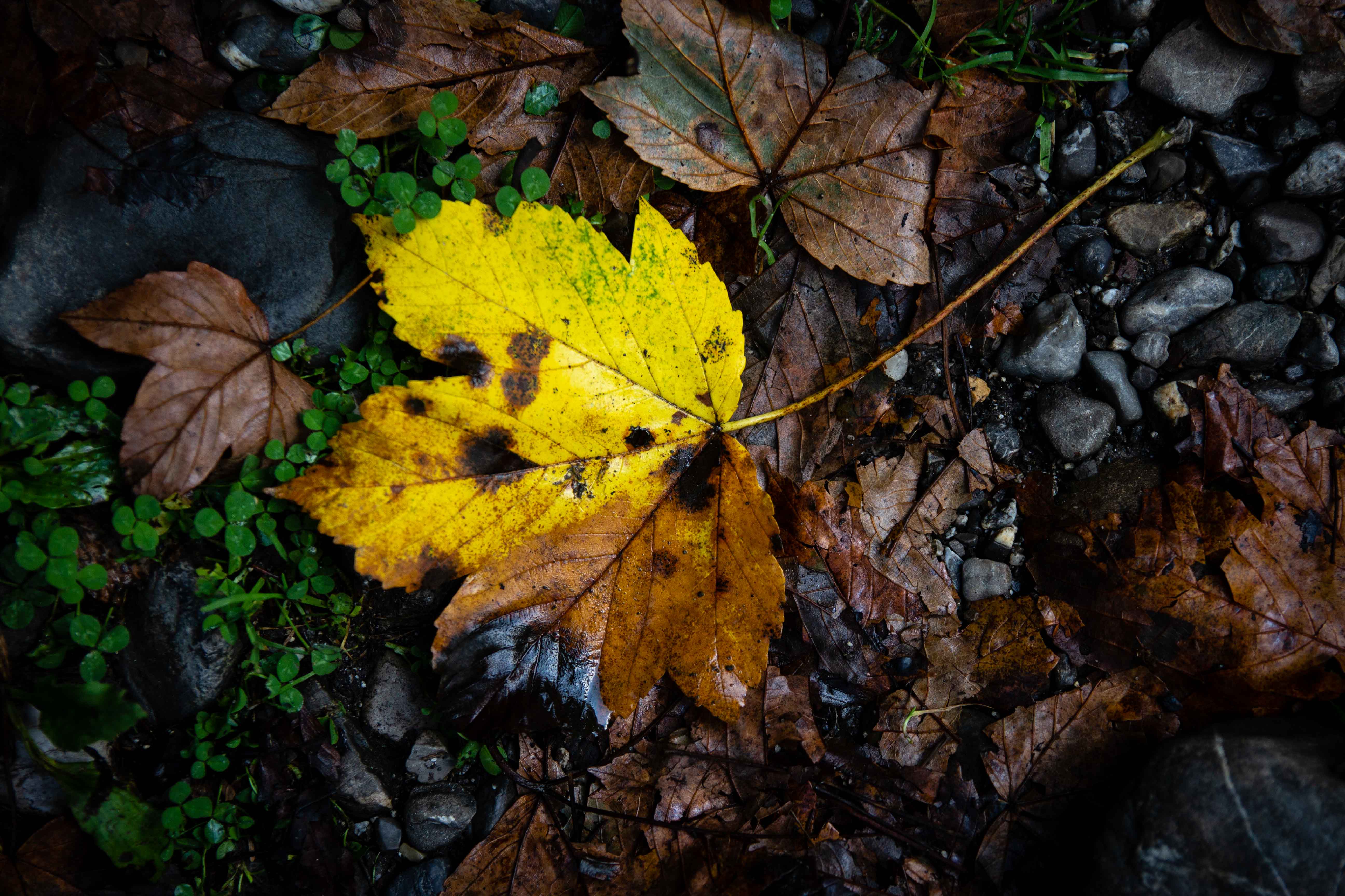 Autumn