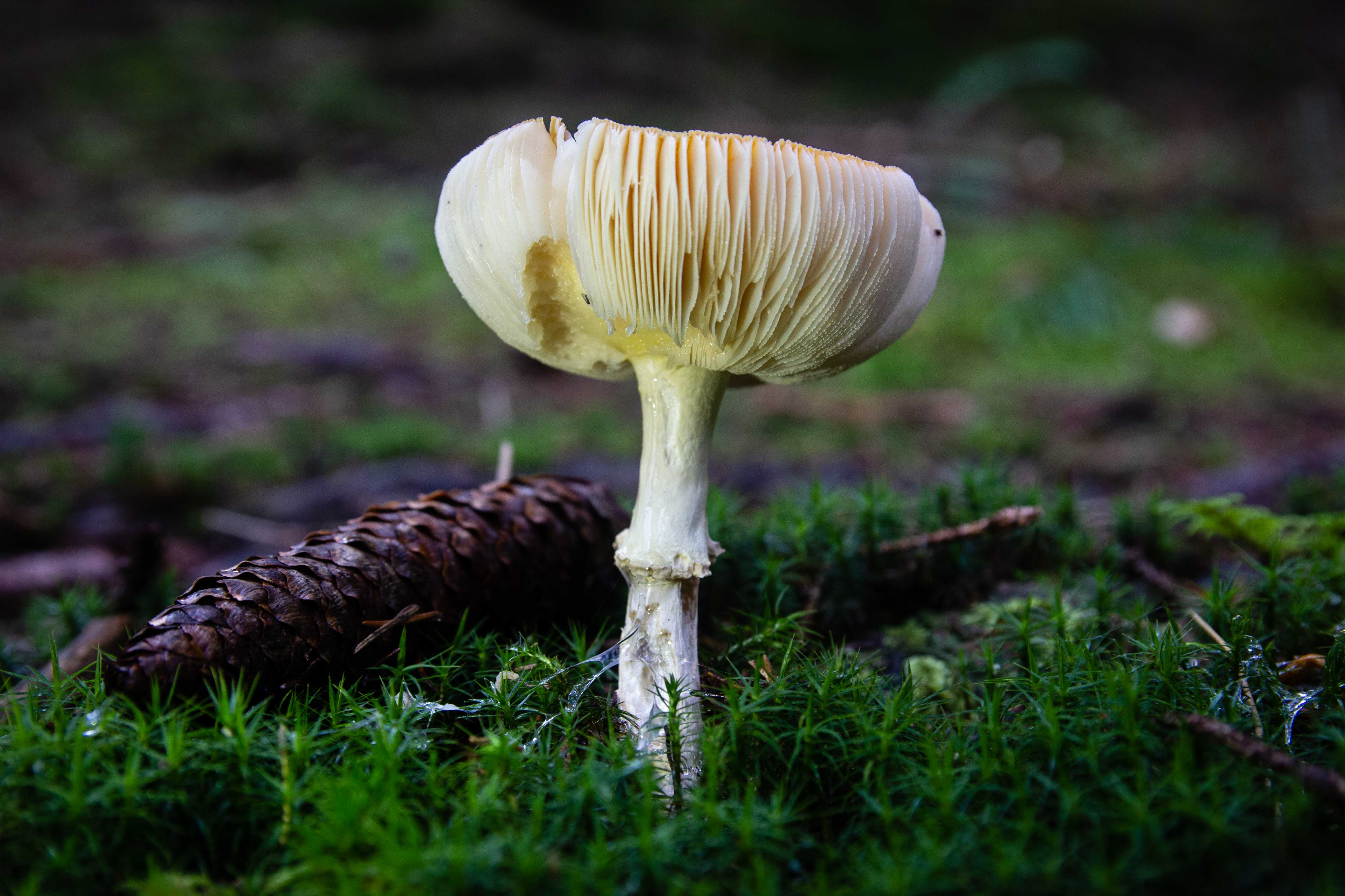 Autumn Mushroom