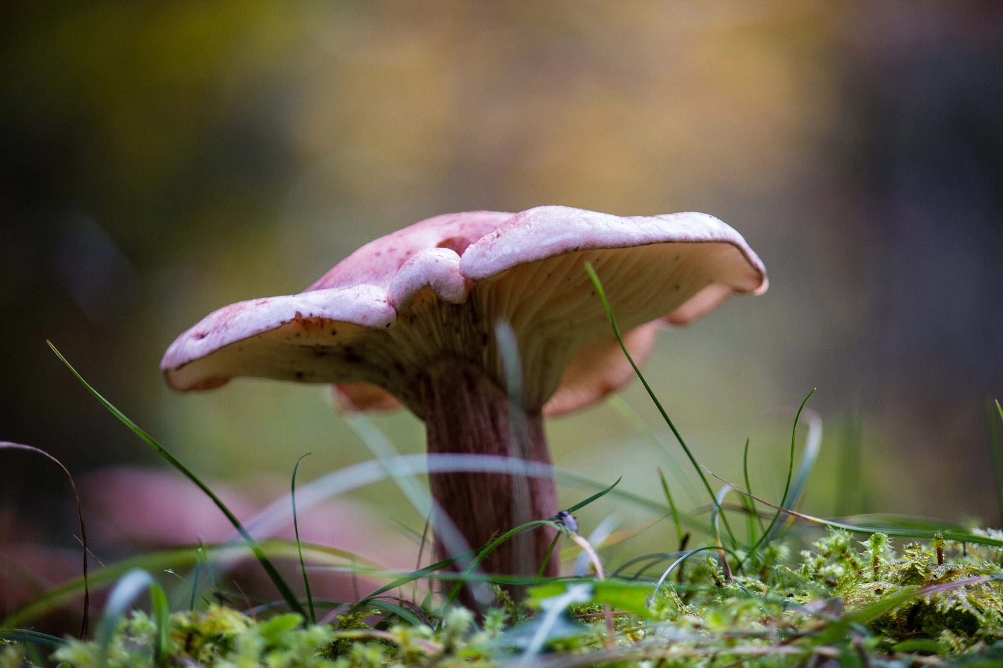 Big Mushroom