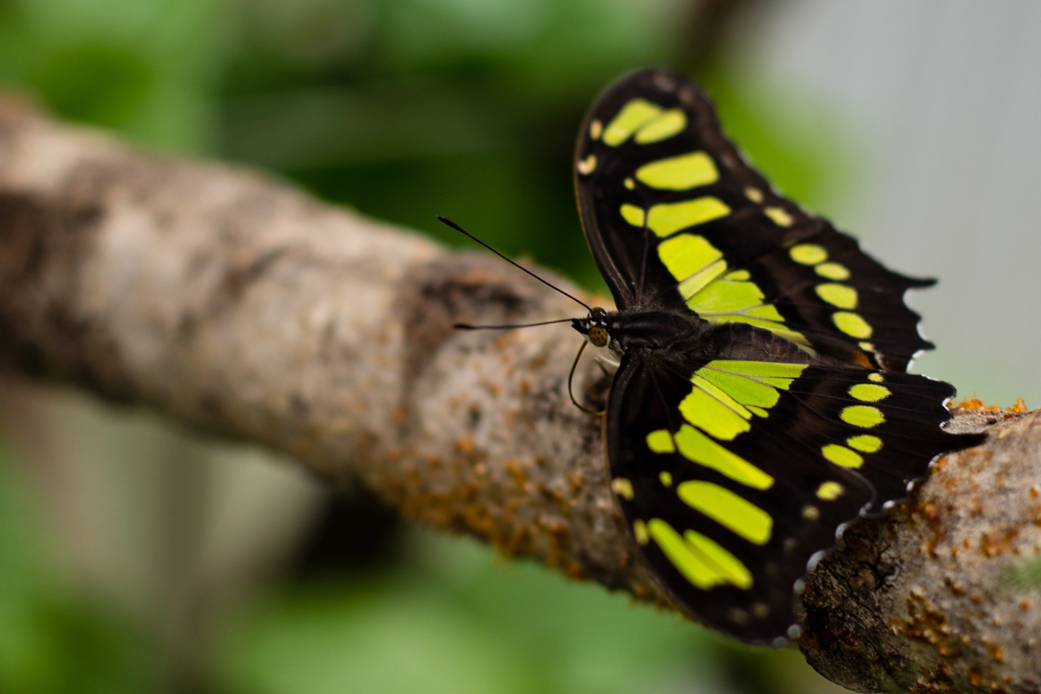 Black and Yellow