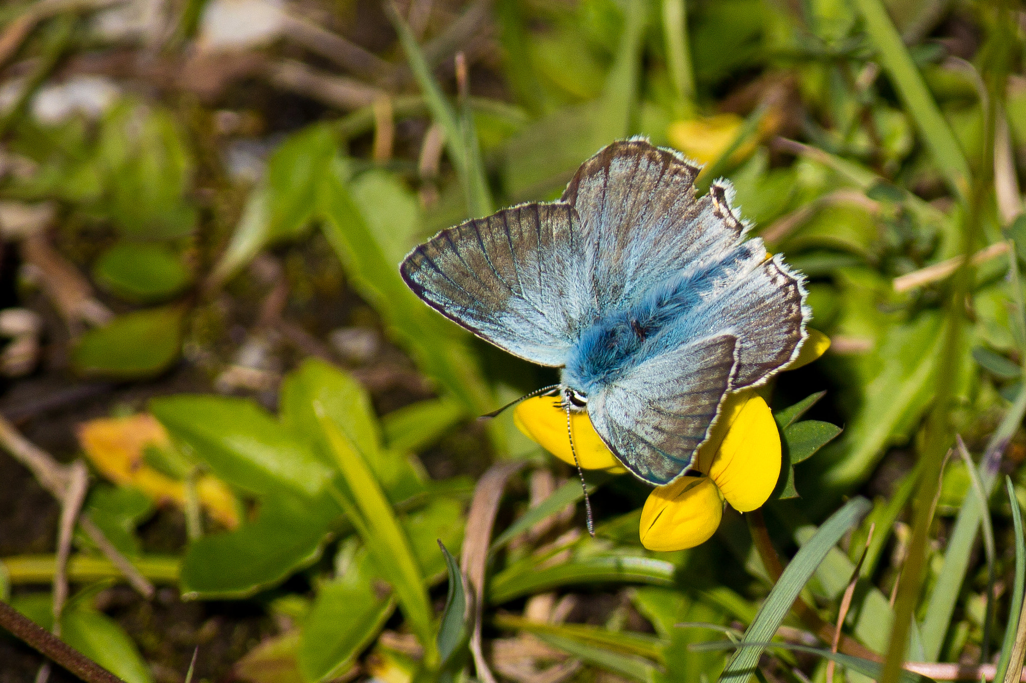 Fluffy and Blue