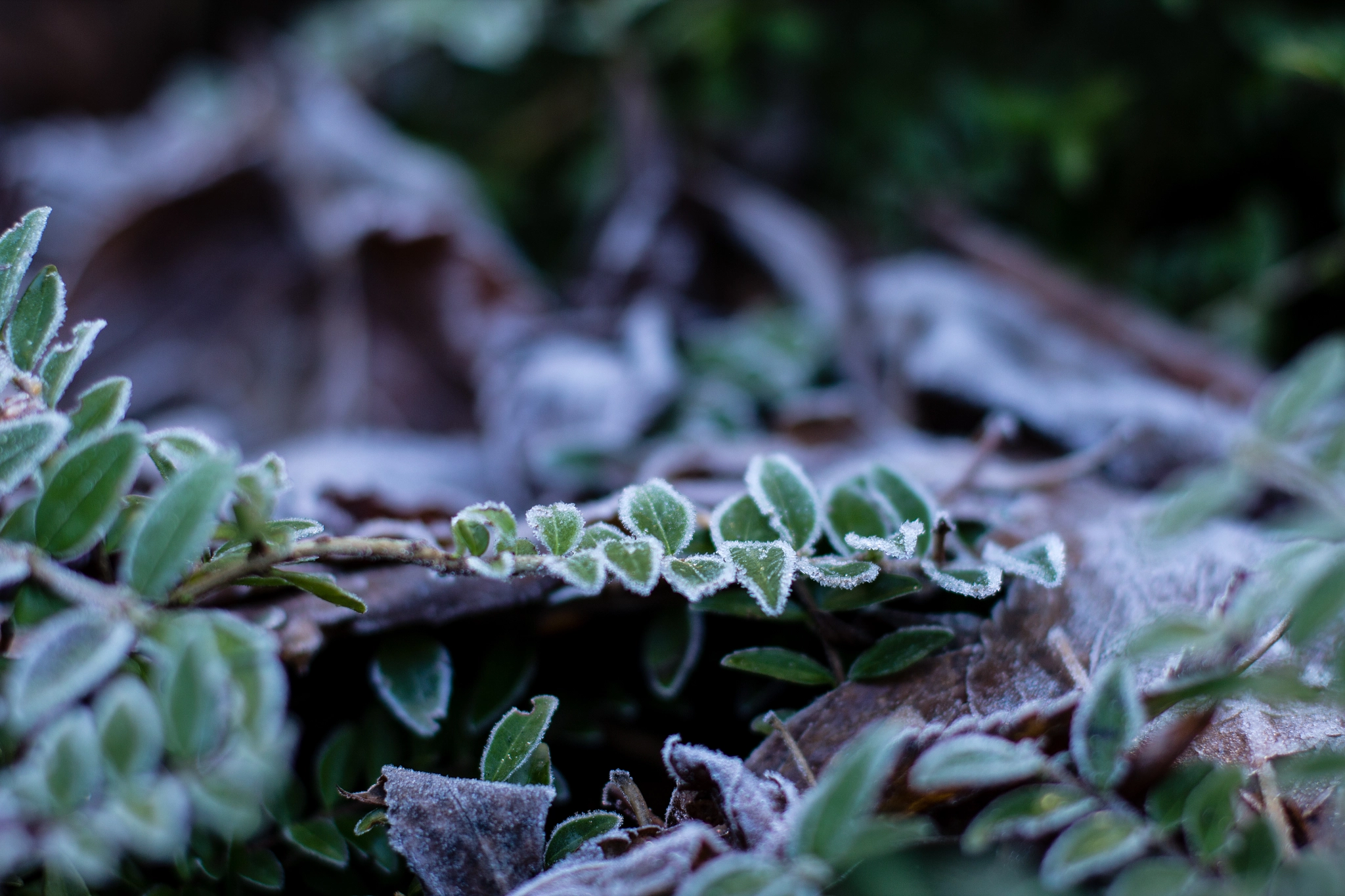 Frosty Rime