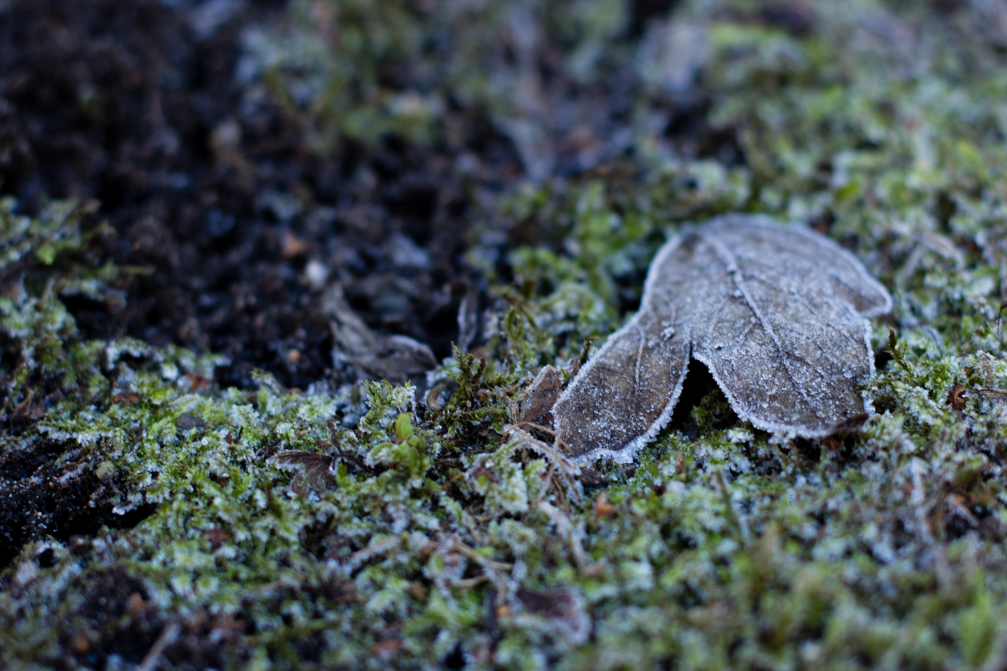 Frozen Leaf