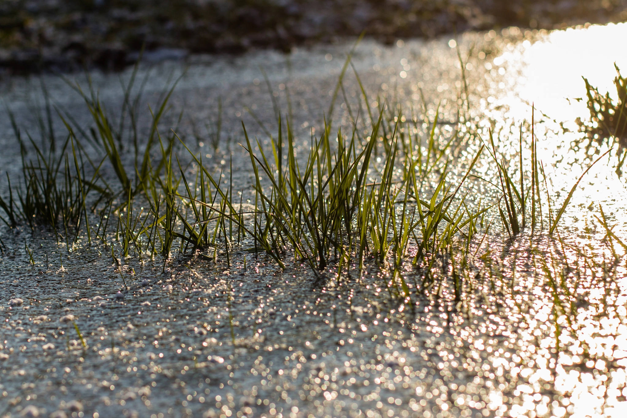 Frozen Rain