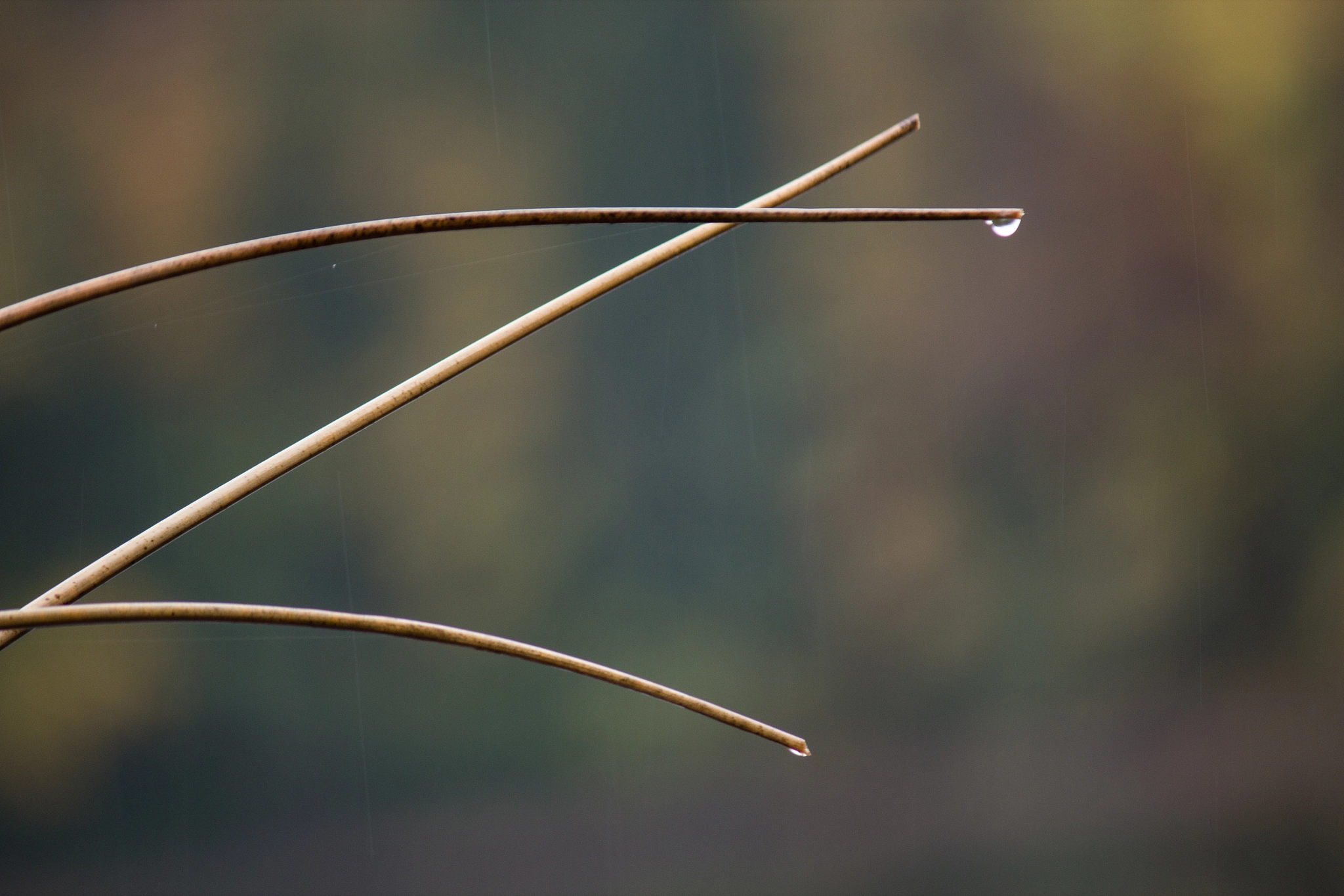 Grass with Small Waterdrop