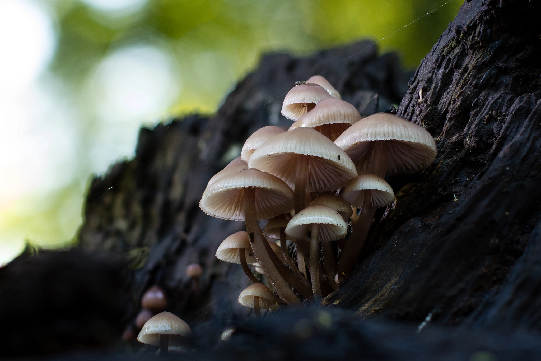 Grouped Mushrooms