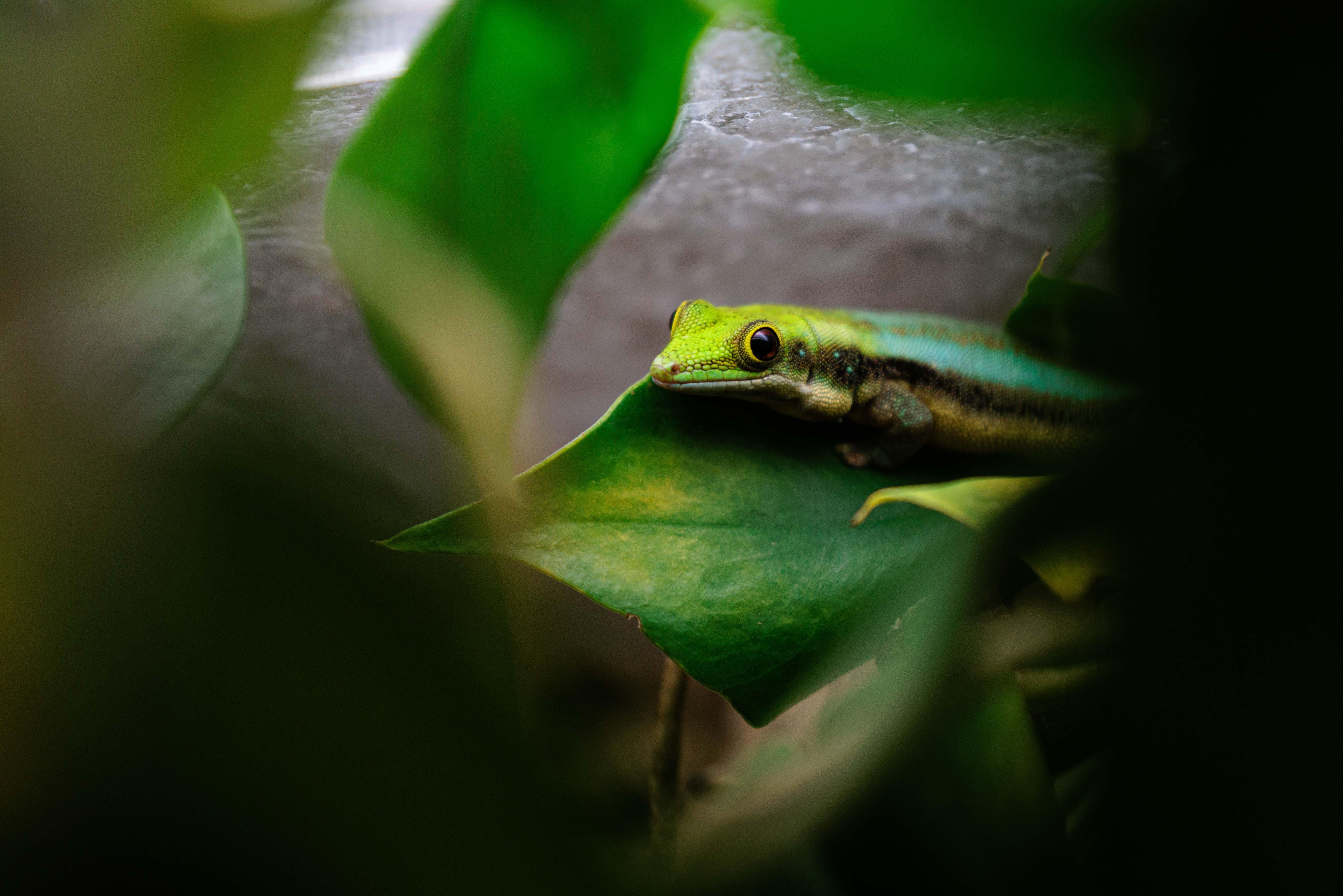Hidden in Green