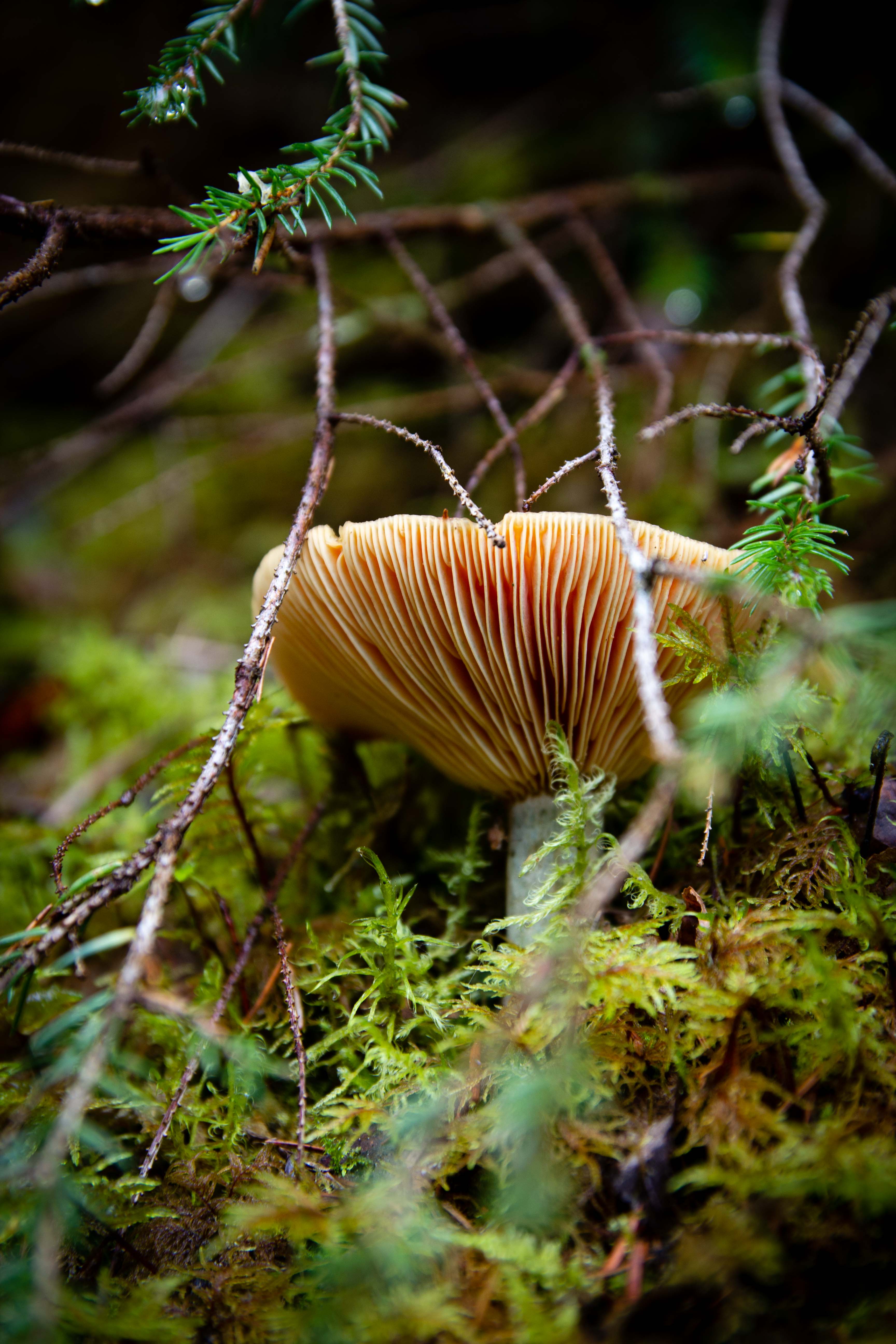 Hiding Mushroom