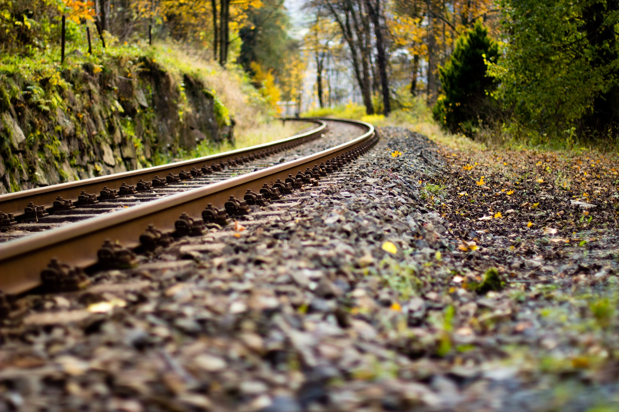 Rails in the Forest
