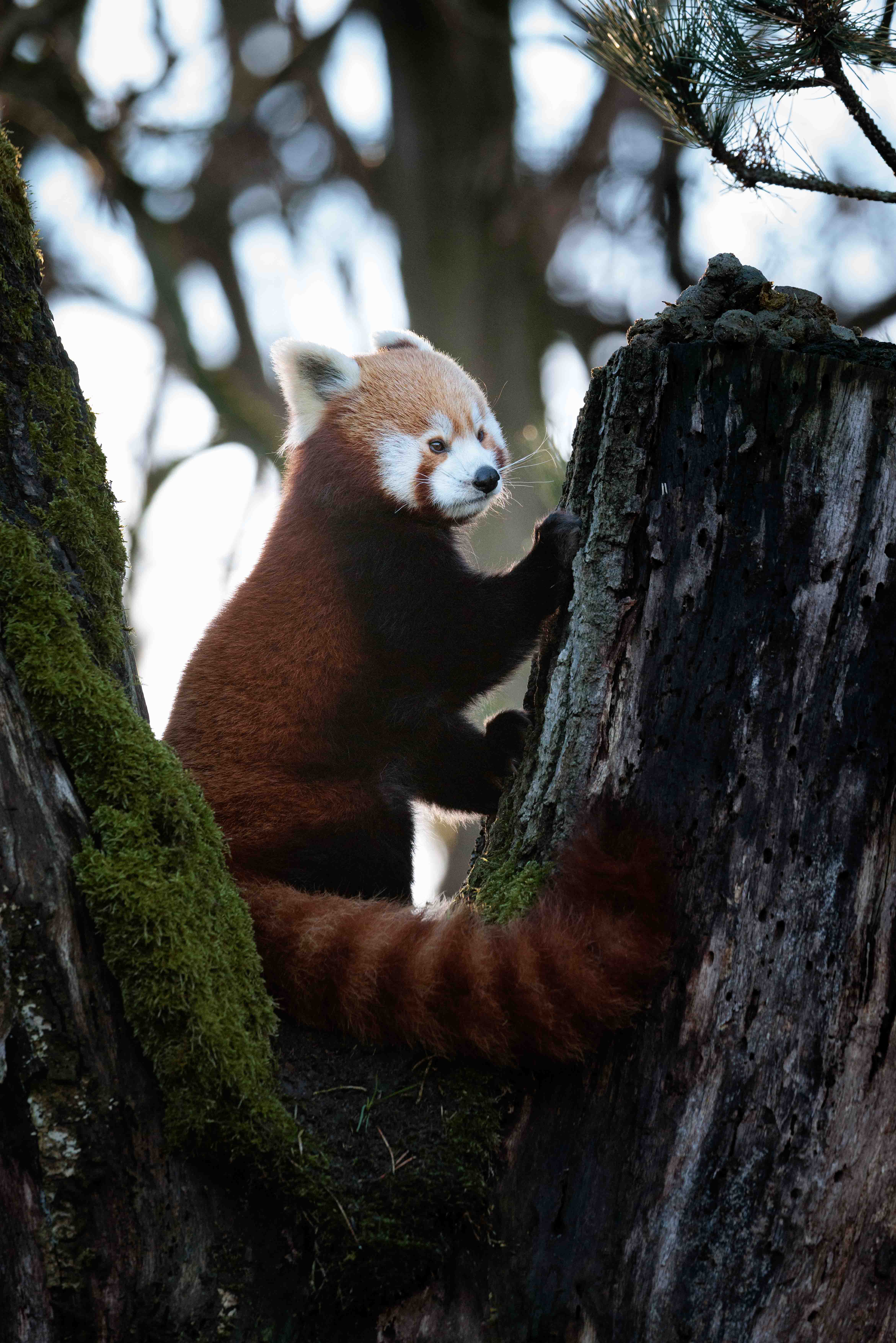 Red Panda