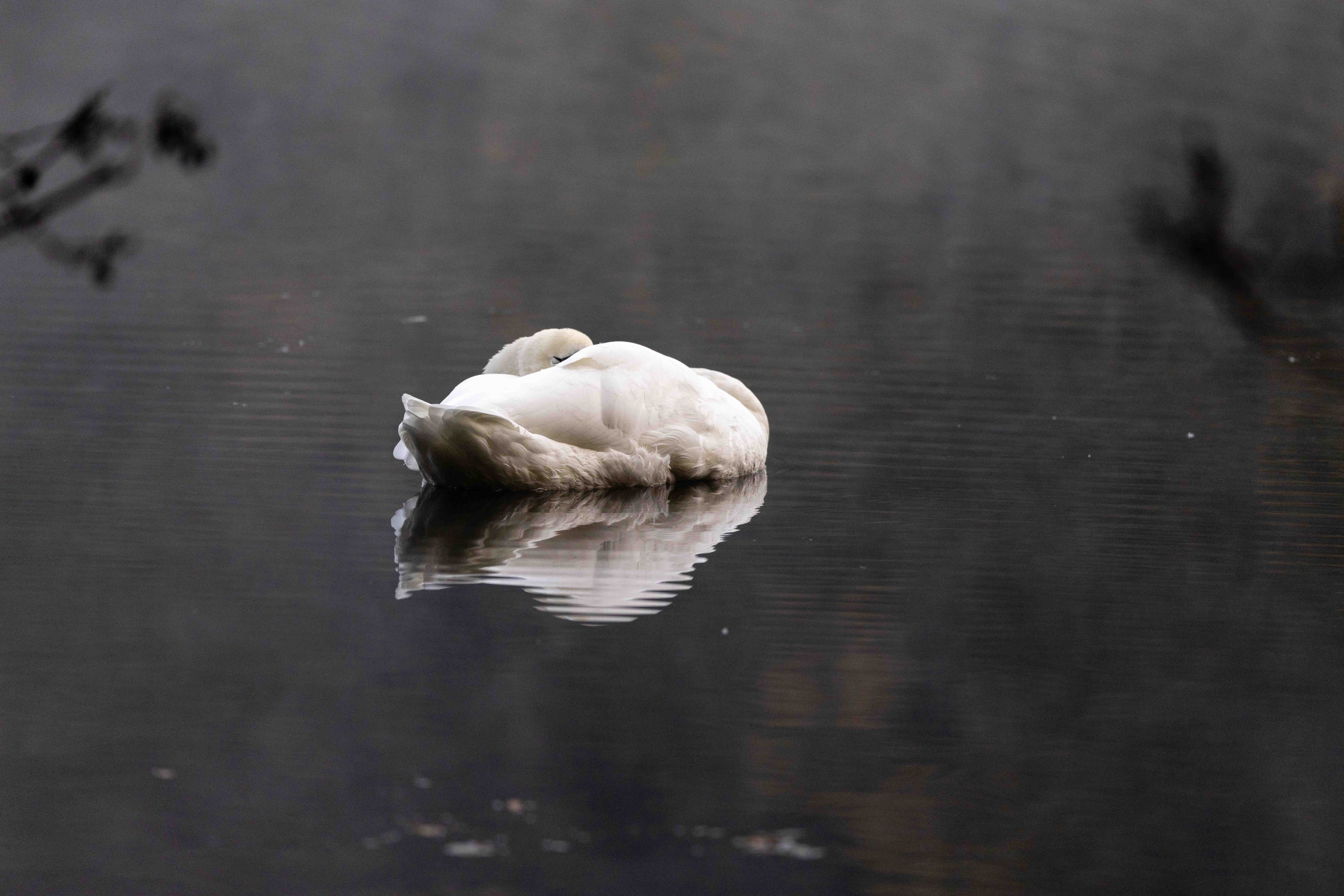 Sleeping Swan