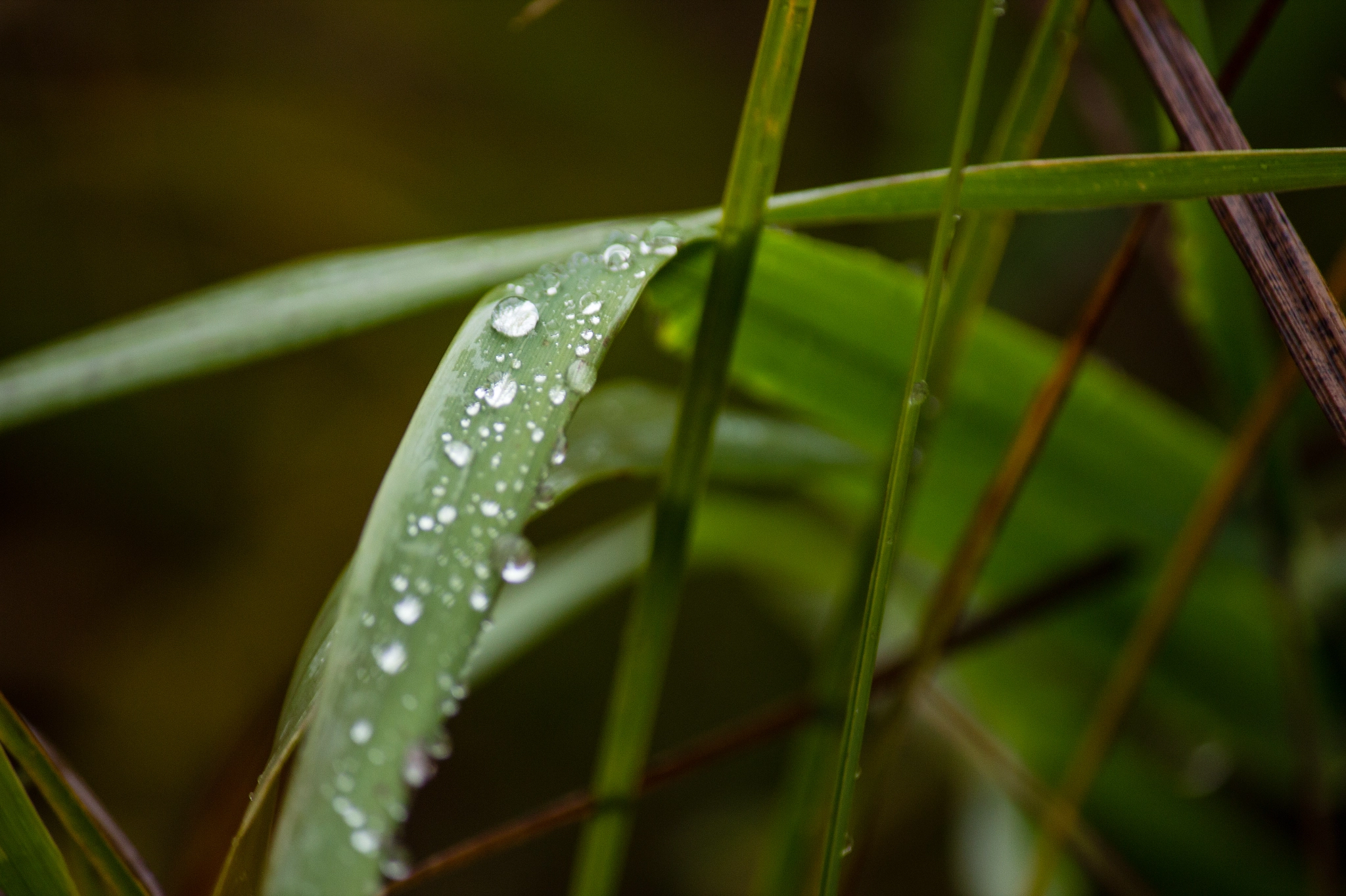 Wet Grass