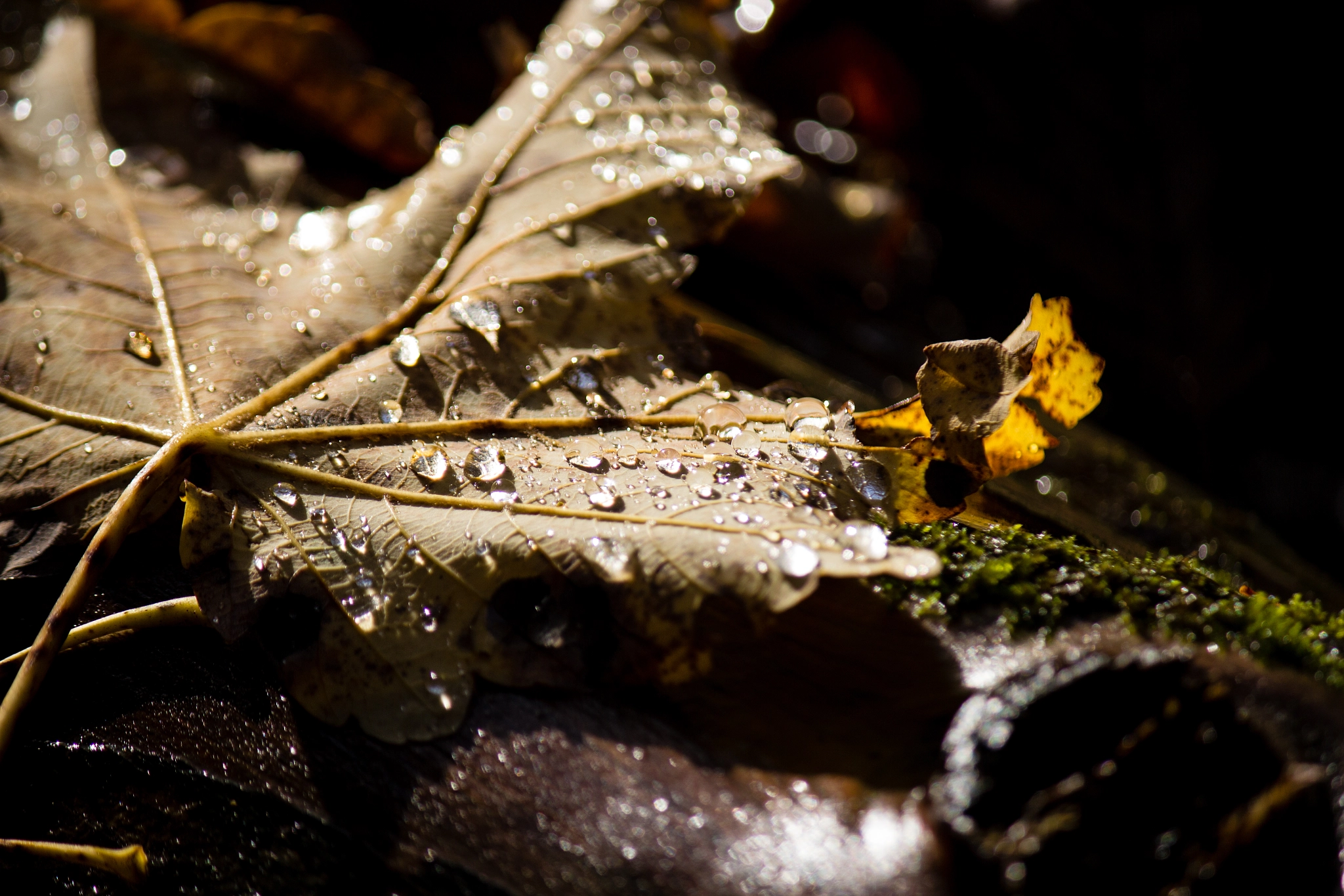 Wet Leaf at a River